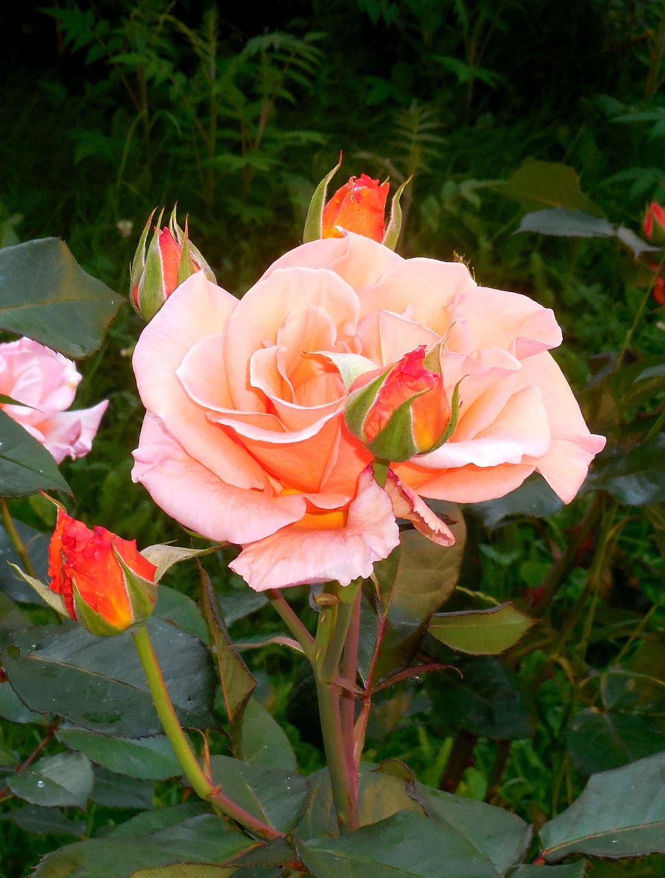 roses, dew, bloom, scent, flowering, gardens